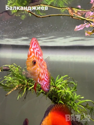 Продавам  дискуси, снимка 3 - Рибки - 52693080