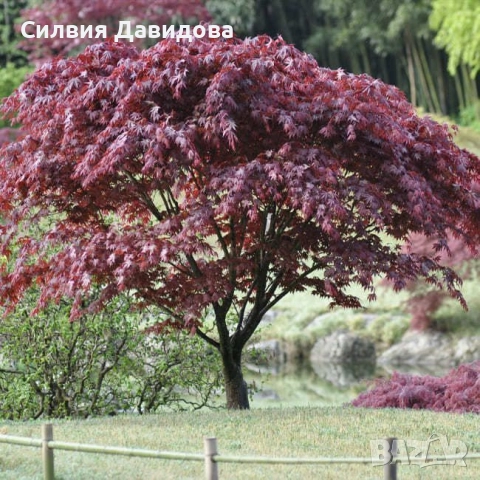 Японски клен Acer, снимка 13 - Градински цветя и растения - 52499746