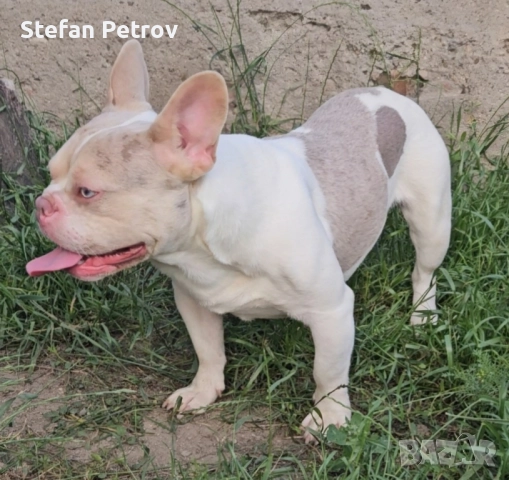 Френски булдог , снимка 10 - Френски булдог - 52351352