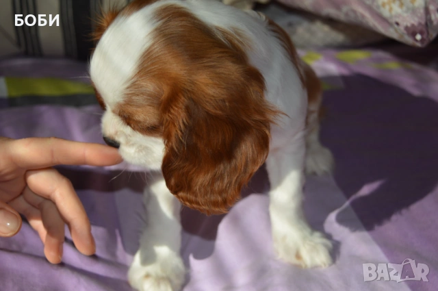 Кавалер Кинг Чарлз Шпаньол