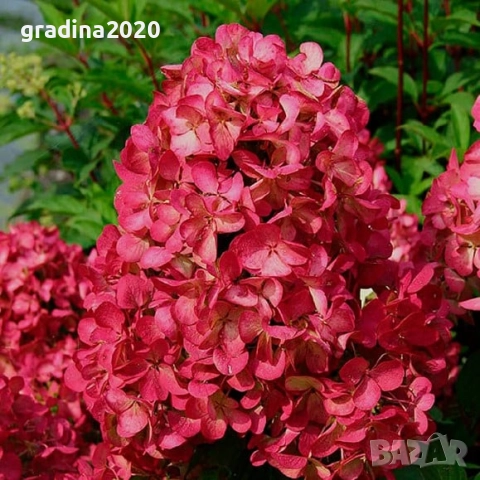 Хортензия paniculata Wim's Red, снимка 6 - Разсади - 51746856