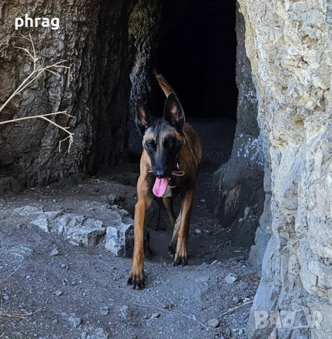 Белгийска овчарка Малиноа - женска, снимка 5 - Белгийска овчарка - 51116434