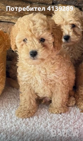 Пудел мини , снимка 5 - Пудели - 52755130