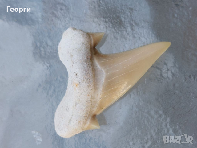 Зъби от праисторическа Акула,фосили Мексико, снимка 7 - Антикварни и старинни предмети - 36568887