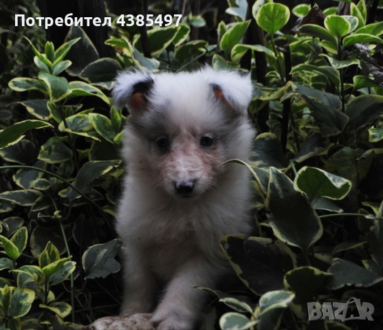 Кученца Шелти женски, снимка 2 - Други - 52802202