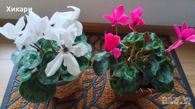 Циклама с едър цвят , снимка 2 - Стайни растения - 53539443