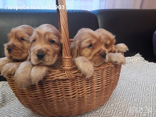 кокер шпаньол червен класически момче, снимка 1 - Кокер шпаньол - 52776611