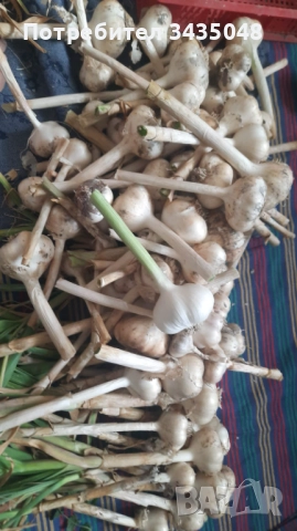 Домашен български зимен чесън собствено производство! Без химикали и пестециди!, снимка 10 - Домашни продукти - 52705970