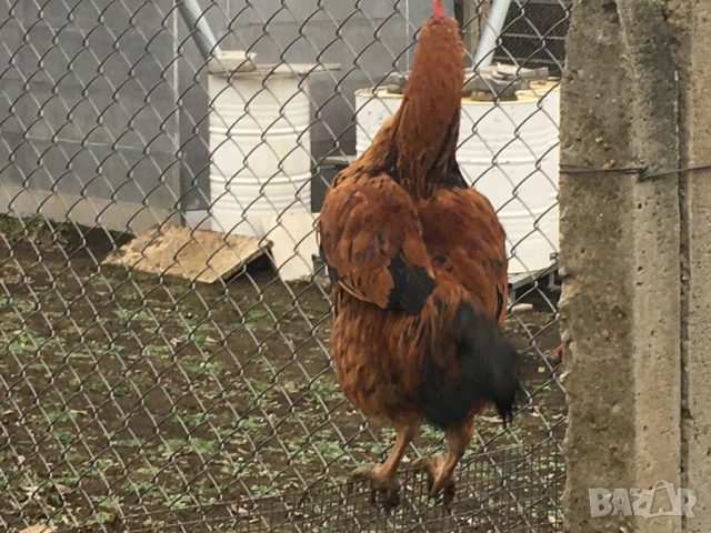 млад петел, снимка 3 - Кокошки и пуйки - 52975150