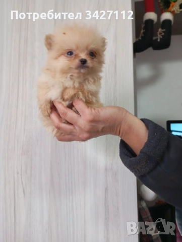 Померанчета , снимка 4 - Померан - 50756282