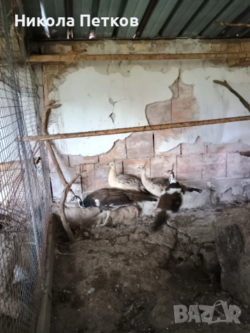 Пауни-чернокрили и арлекин, снимка 2 - други­ - 51887987