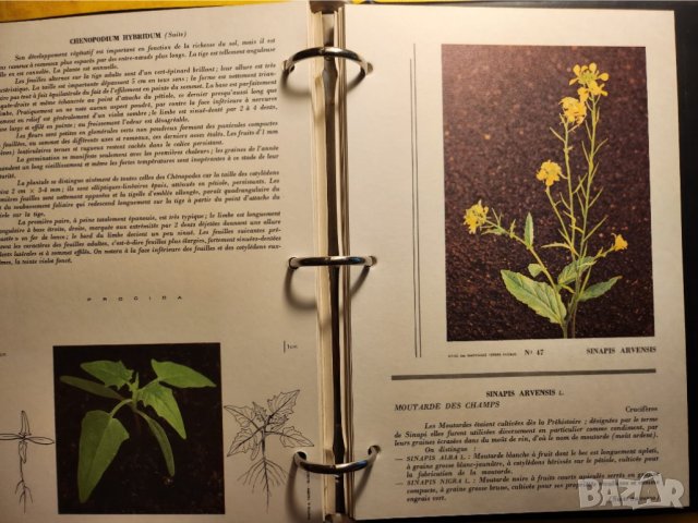  Атлас на плевелите (градинските) - Atlas des Mauvaises herbes ,на френски, рядък, мин.тираж, цветен, снимка 6 - Енциклопедии, справочници - 43792122