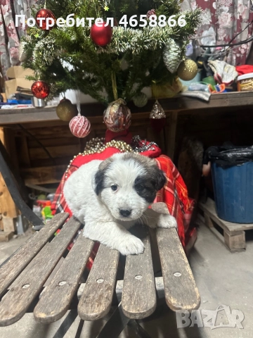 Бебе каракачанка, снимка 10 - Каракачанска овчарка - 52514278