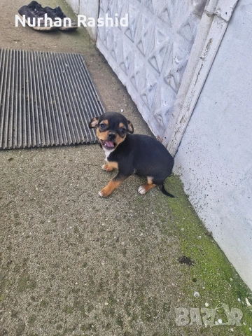 пинчер куче , снимка 5 - Пинчер - 53008164