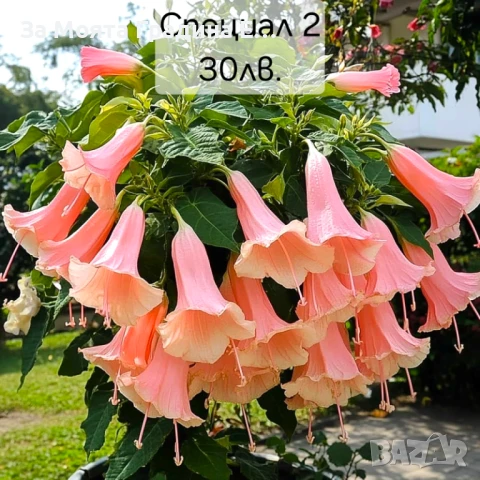 Бругманзия датура - Ангелски тромпет , снимка 8 - Градински цветя и растения - 50632610