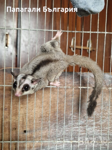 Летяща Захарна Катерица с клетка, снимка 3 - Други - 53415334