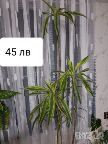 Стайни цветя в саксии, снимка 6 - Стайни растения - 33680701