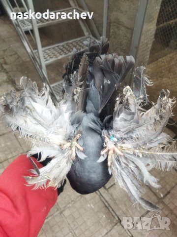 Магнитогорски руски гълъби , снимка 4 - Гълъби - 43151117