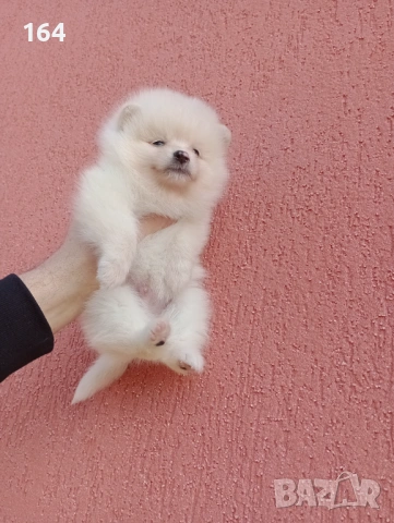 Богат избор на Померани. , снимка 4 - Померан - 53129550