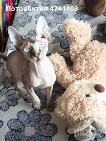 Котенца Канадски Сфинкс, снимка 13 - Други - 53527343