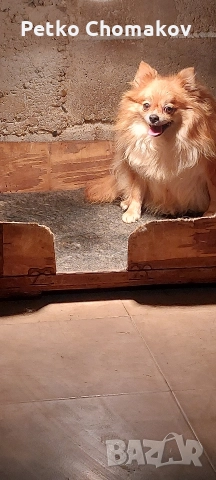 померан, снимка 9 - Померан - 52593351
