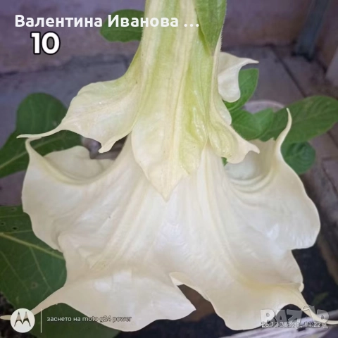 комплект 3 бр ангелски тромпет 