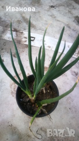 Многогодишен лук, снимка 2 - Градински цветя и растения - 40137176