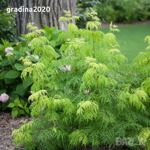 Червен бъз Lemony Lace – декоративен храст с лимоненожълта окраска, снимка 4 - Разсади - 52714823
