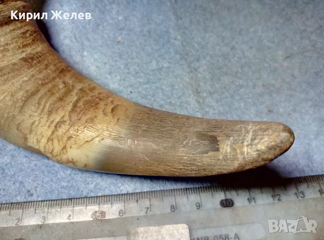 Стар БИВОЛСКИ ГОВЕЖДИ РОГ За КОЛЕКЦИЯ ТЕМАТИЧНА ДЕКОРАЦИЯ 47819, снимка 4 - Антикварни и старинни предмети - 47971805