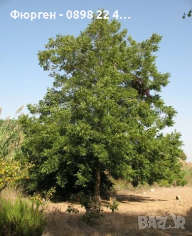  Орех Пекан - Фиданки , снимка 14 - Разсади - 47897202