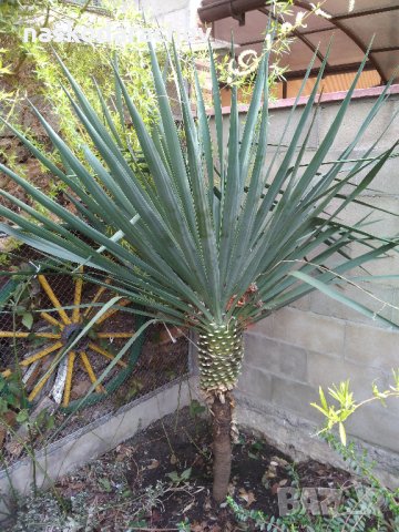 Юка, агаве, столетник, столистник вечно зелени и студоустойчиви, снимка 1
