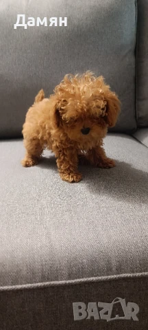 той пудел 100% той пудел, снимка 1