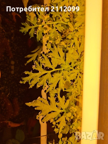 Дъбче , снимка 2 - Оборудване за аквариуми - 52840292