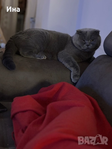 шотландец, снимка 2 - Британска късокосместа - 52631460