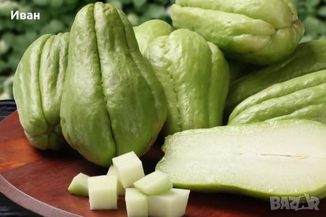 Чайот (Мексиканска краставица), снимка 2 - Разсади - 51782666