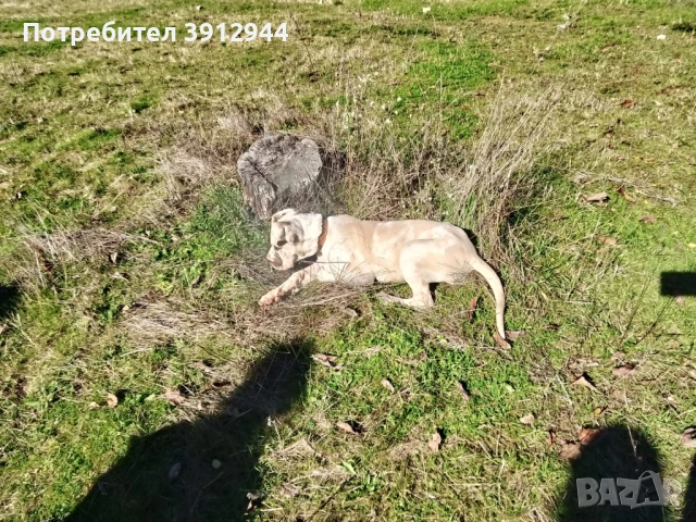 Кученце Немски дог , снимка 8 - Немски дог - 52495858
