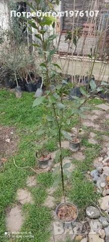 дръвчета фиданки маслини дафинов лист мушмула орех чендлар, снимка 2 - Градински цветя и растения - 49116560