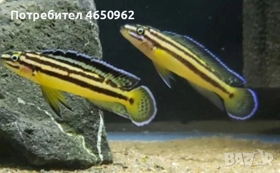 Аквариумни риби, африкански цихлиди от езерото Танганика, снимка 14 - Рибки - 52416463