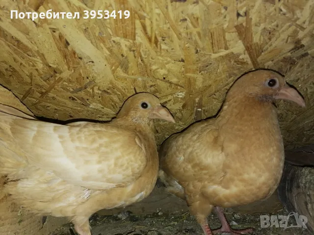 100% meulemans -спортни гълъби, снимка 4 - Гълъби - 49208770