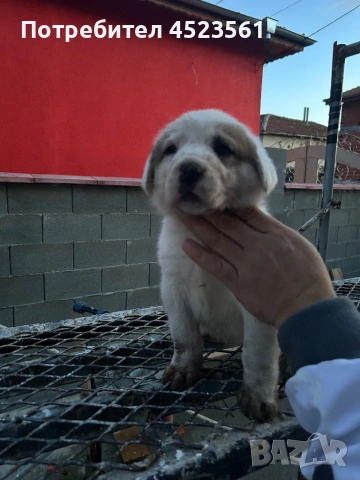 Сао-Алабай, снимка 13 - Алабай - 53023409