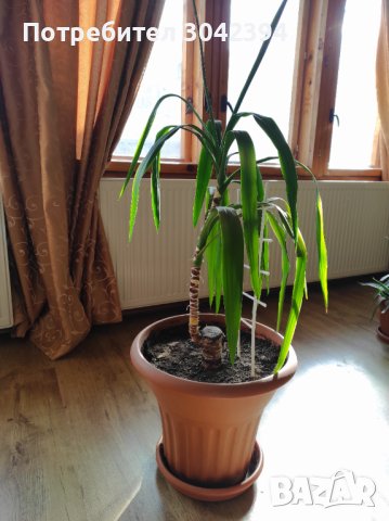 Палма-ЮКА, снимка 2 - Стайни растения - 43926700