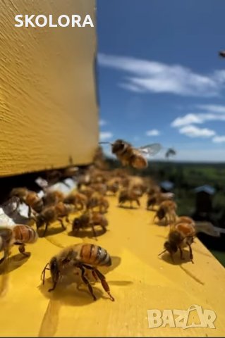 100% пчелен мед за вашето здраве, снимка 2 - Други - 42781590