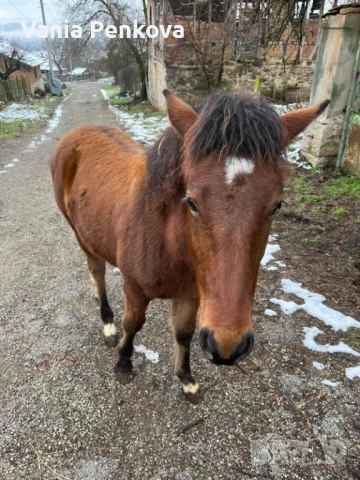 Продавам конче, снимка 3 - Коне - 53419955