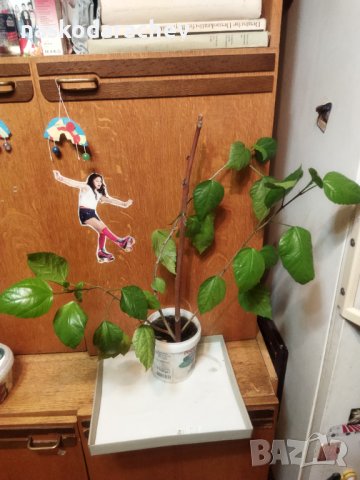 Китайски рози цвят червен празен фуния, снимка 8 - Стайни растения - 34949038