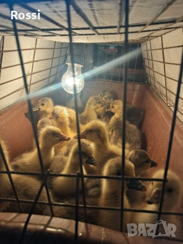 ГЪСЕТА , снимка 2 - Патици и гъски - 53569485