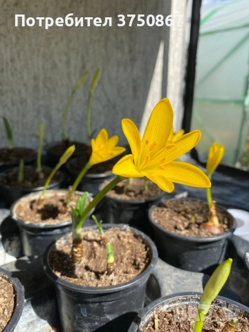 💛🧡💛 Щернбергия, Жълт есенен минзухар, снимка 4 - Градински цветя и растения - 51803182