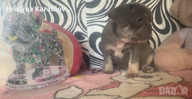 Френски булдочета, снимка 10 - Френски булдог - 52495348