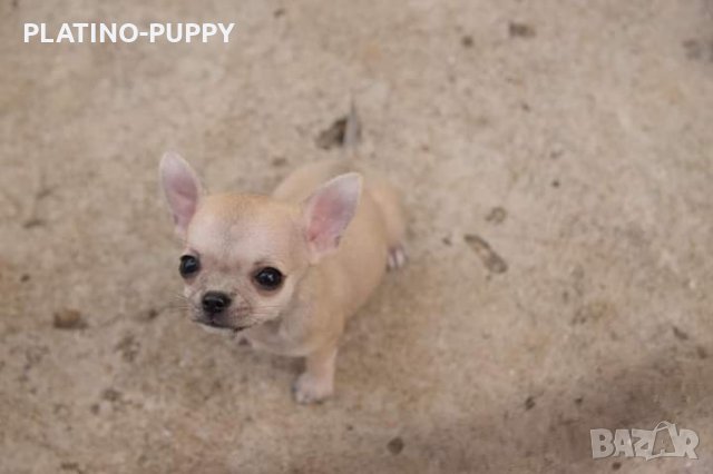 Чихуахуа, снимка 5 - Чихуахуа - 35440782