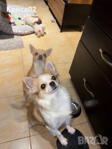 Търси партньор, снимка 5 - Чихуахуа - 52826527