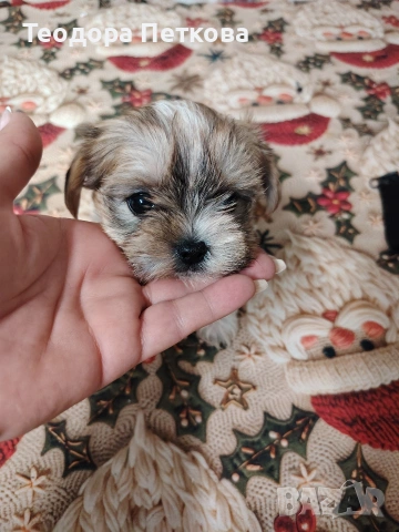 мини йоркширски териер бивър , снимка 7 - Йоркширски териер - 52906280